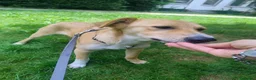 Meticcio cani in regalo: Dolly dolcissima cucciola a Città metropolitana di Milano - Annuncio 11
