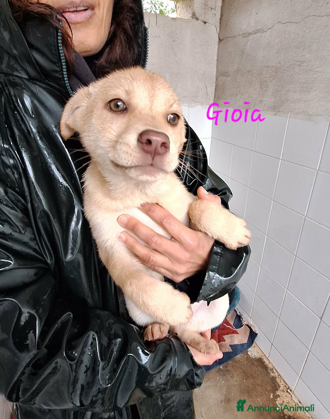 Meticcio cani in regalo: Gioia stupenda cucciola in adozione  - Annuncio 2