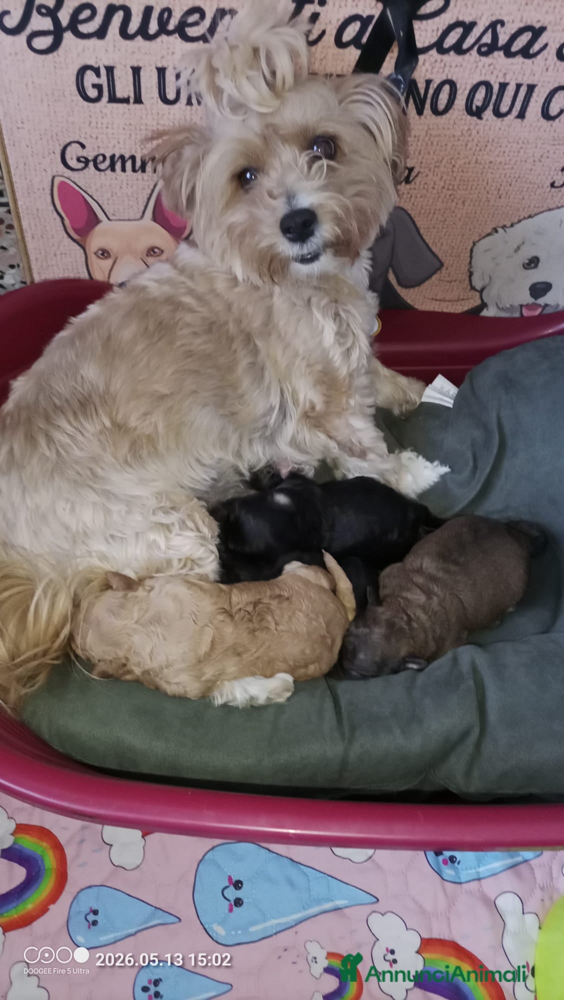 Maltipoo cani in vendita: Maltipoo  - Annuncio 1