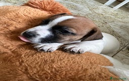 Jack Russell cani in vendita: Cedesi cuccioli di Jack Russell Terrier  a Città Metropolitana di Torino - Immagine 10