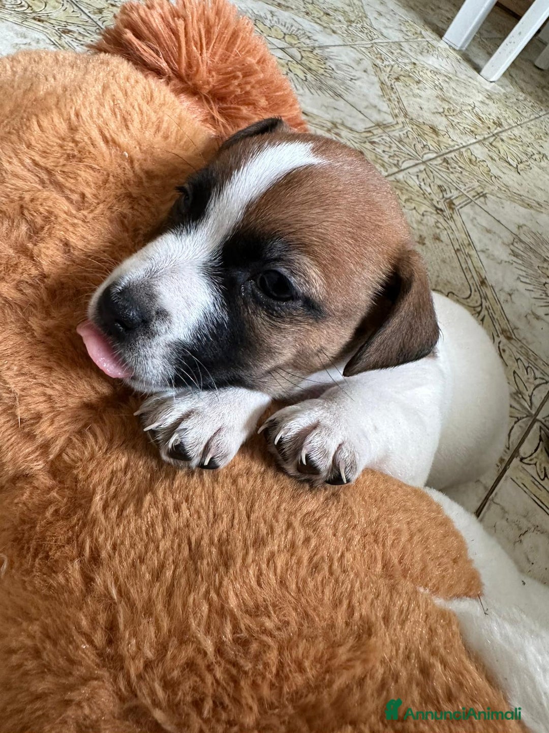 Jack Russell cani in vendita: Cedesi cuccioli di Jack Russell Terrier  a Città Metropolitana di Torino - Immagine 10