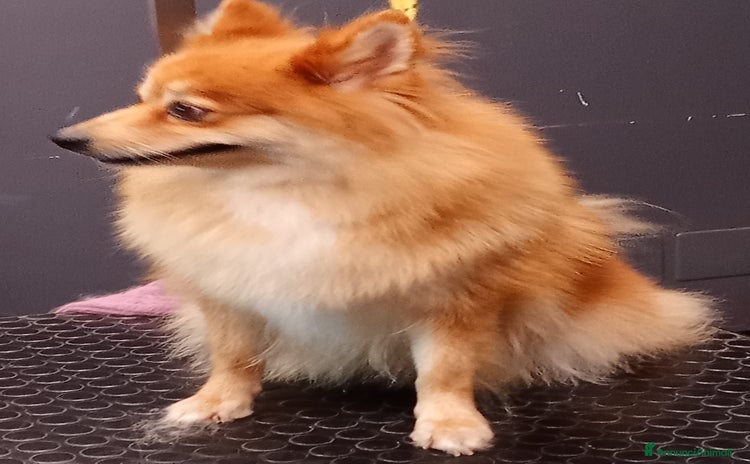 Spitz cani - Annuncio 2