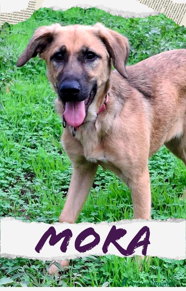 Meticcio cani MORA 🩷 - cucciola di 4 mesi salvata dalla strada - Annuncio 32