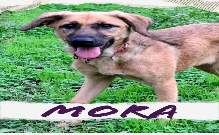 Meticcio cani - Annuncio 16