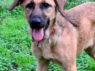 Meticcio cani MORA 🩷 - cucciola di 4 mesi salvata dalla strada - Annuncio 17