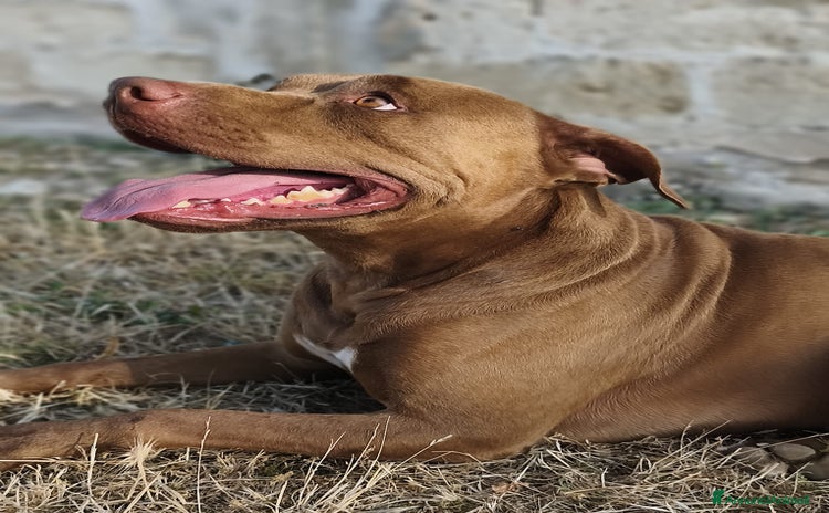 Pitbull cani a Città Metropolitana di Bari - Annuncio 9