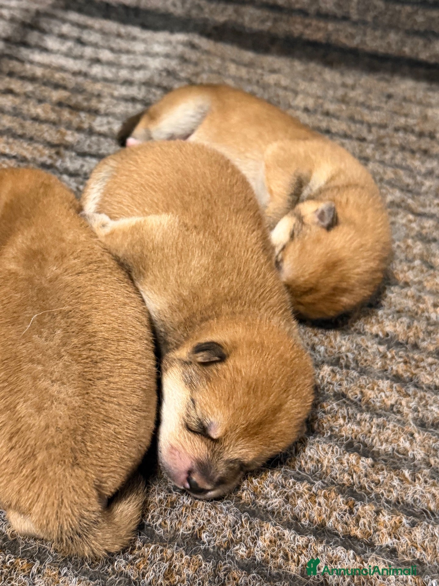 Shiba Inu cani in vendita: Cuccioli Shiba Inu con Pedigree - Annuncio 2