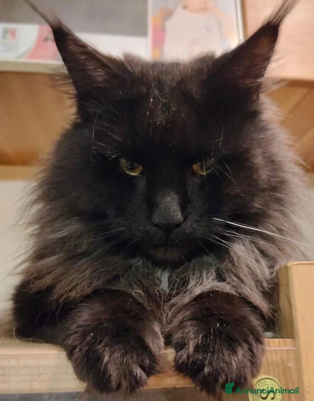 Maine Coon gatti in vendita: Meravigliose sorelline Maine coon  - Annuncio 7