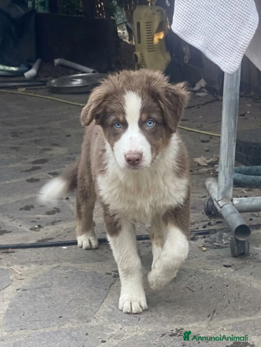 Australian Shepherd cani in vendita: Pastore australiano Australian Shepherd FEMMINE  - Annuncio 2