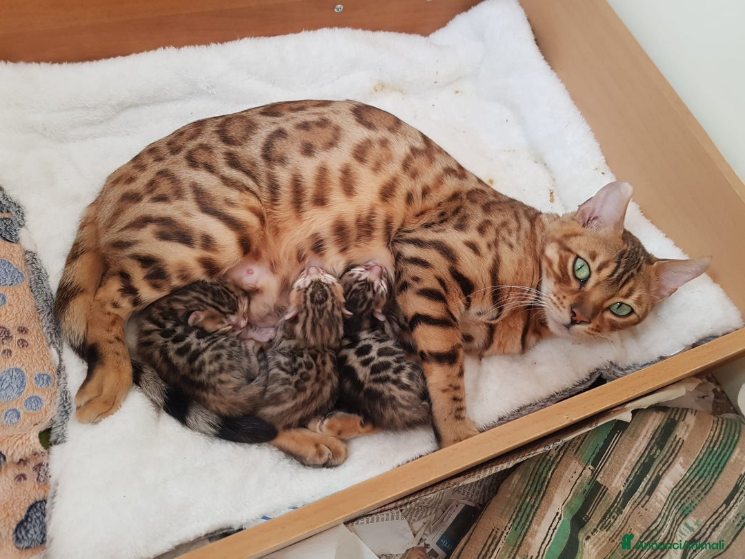 Bengala gatti in vendita: Pedigree Afsi - Annuncio 4