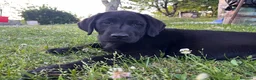 Labrador cani in vendita: Cuccioli di Labrador Retriever  - Annuncio 5
