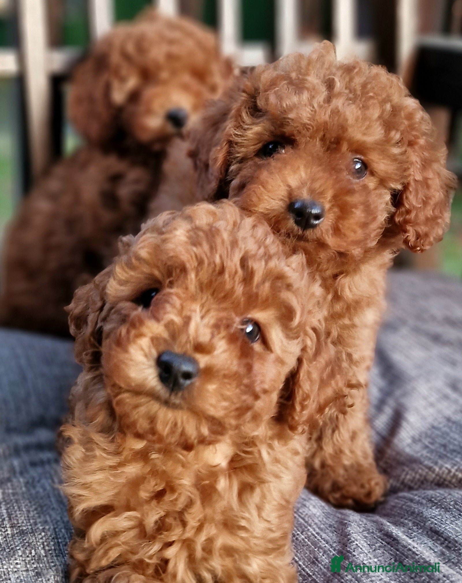 Barboncino Toy cani in vendita: Barboncino mini toy e Teacup Red brown  - Annuncio 7