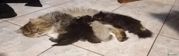 Persiano gatti in vendita: Femminuccia di persiano a pelo lungo - Annuncio 2