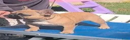 Bulldog Francese cani in vendita: Bulldog francese maschio da show - Annuncio 2