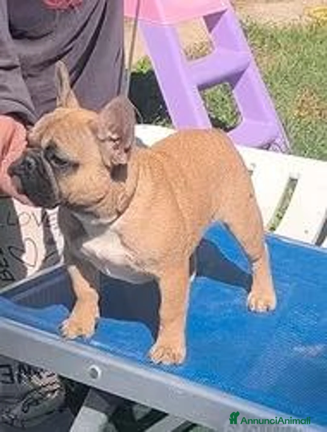 Bulldog Francese cani in vendita: Bulldog francese maschio da show - Annuncio 2