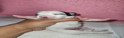 Chihuahua cani in vendita: Chihuahua toy pedigree Enci  a Provincia di Verona - Annuncio 12