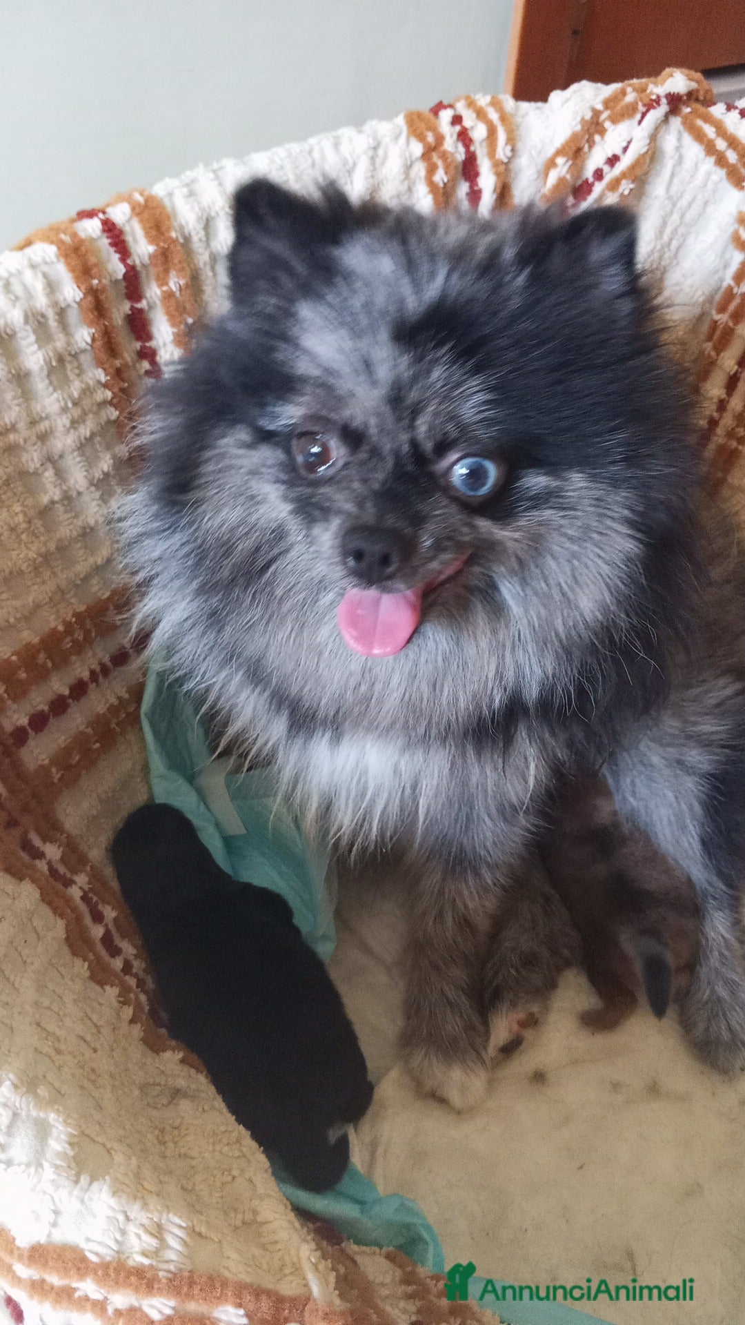 Volpino Pomerania cani Cucciolo di pomerania  - Annuncio 3