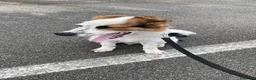 Meticcio cani in regalo: Cesare a Città metropolitana di Roma Capitale - Annuncio 2