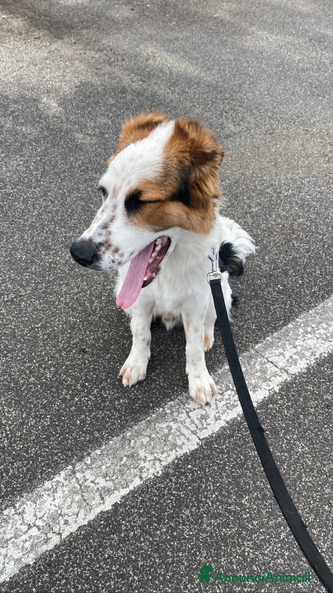 Meticcio cani in regalo: Cesare a Città metropolitana di Roma Capitale - Annuncio 2