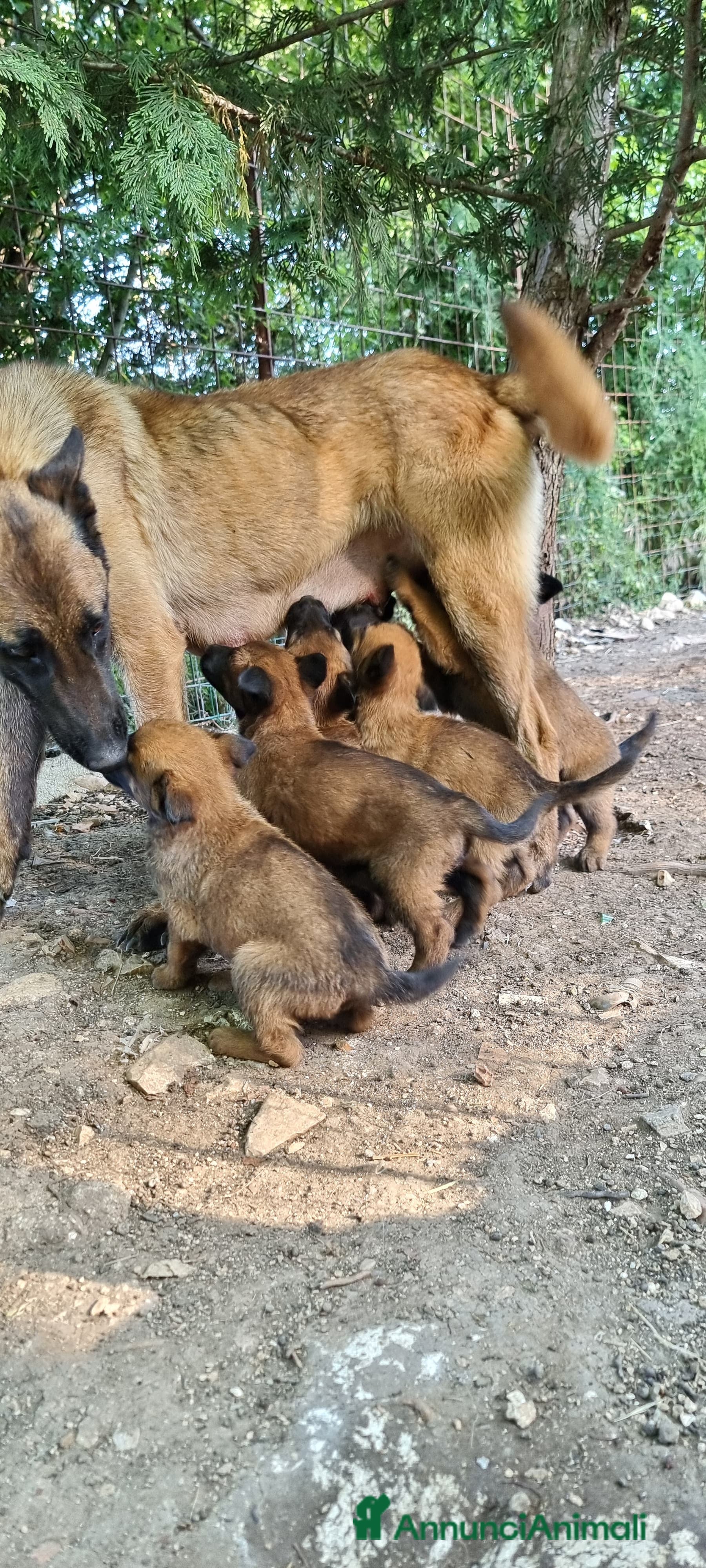 Pastore Belga cani Cuccioli Pastore Belga Malinois in Calabria - Annuncio 1