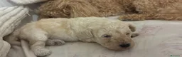 Barbone cani in vendita: Vendo barbone femmina nata il 3 settembre  a Città metropolitana di Roma Capitale - Annuncio 10