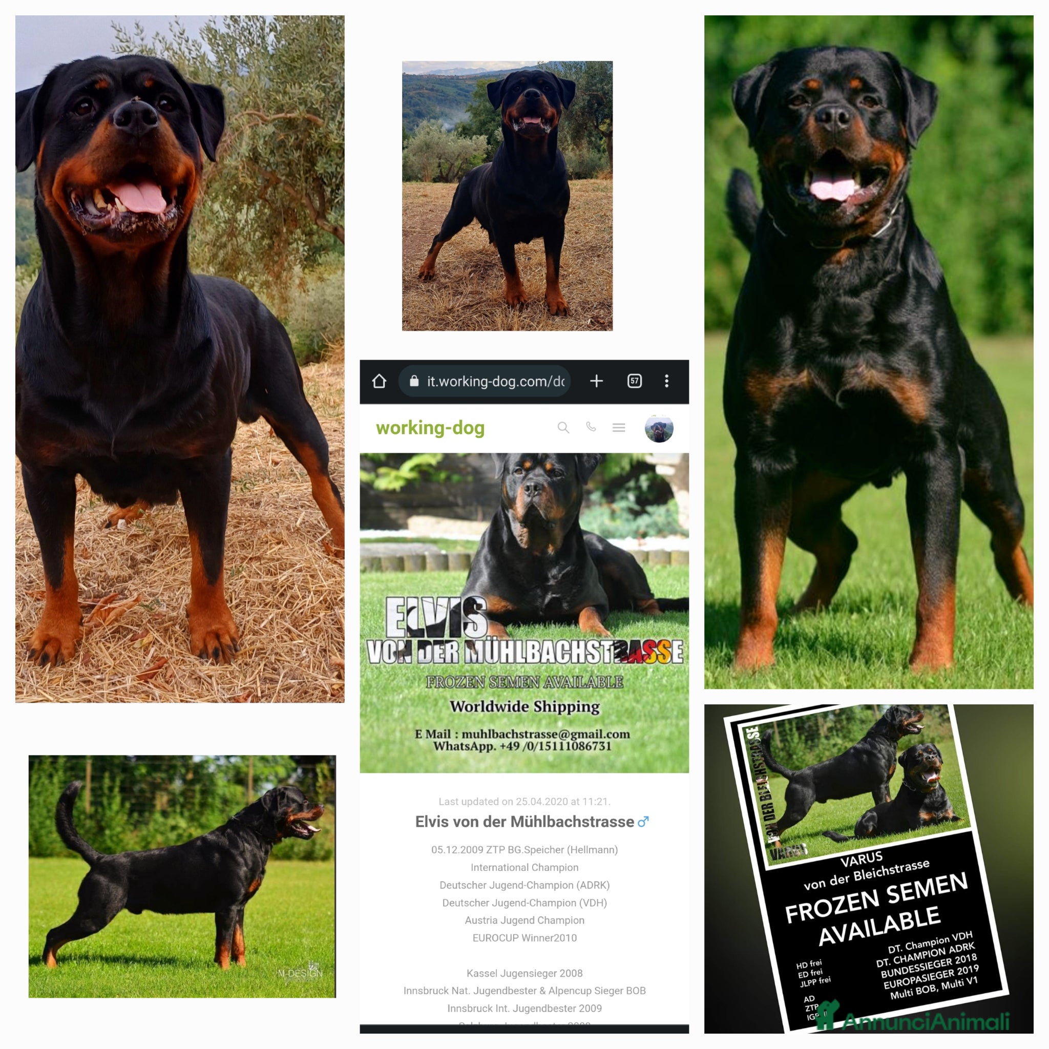 Rottweiler cani in vendita: Disponibili cuccioli Rottweiler  - Annuncio 32