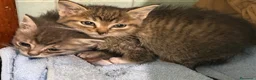 Meticcio gatti in regalo: Gattina splendida educata  - Annuncio 4