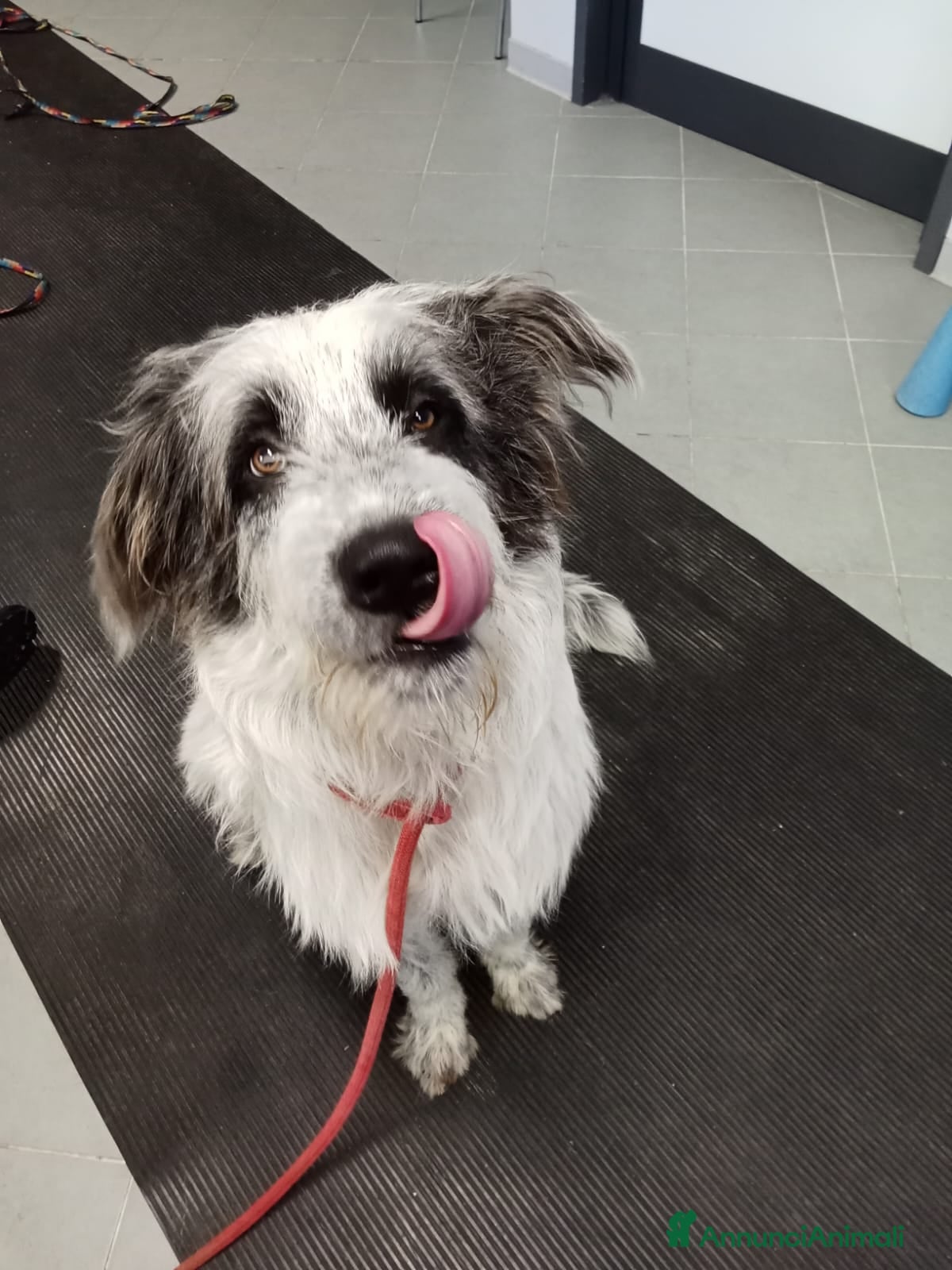 Meticcio cani Meticcio in regalo  - Annuncio 4