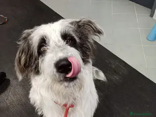 Meticcio cani Meticcio in regalo - Annuncio 24