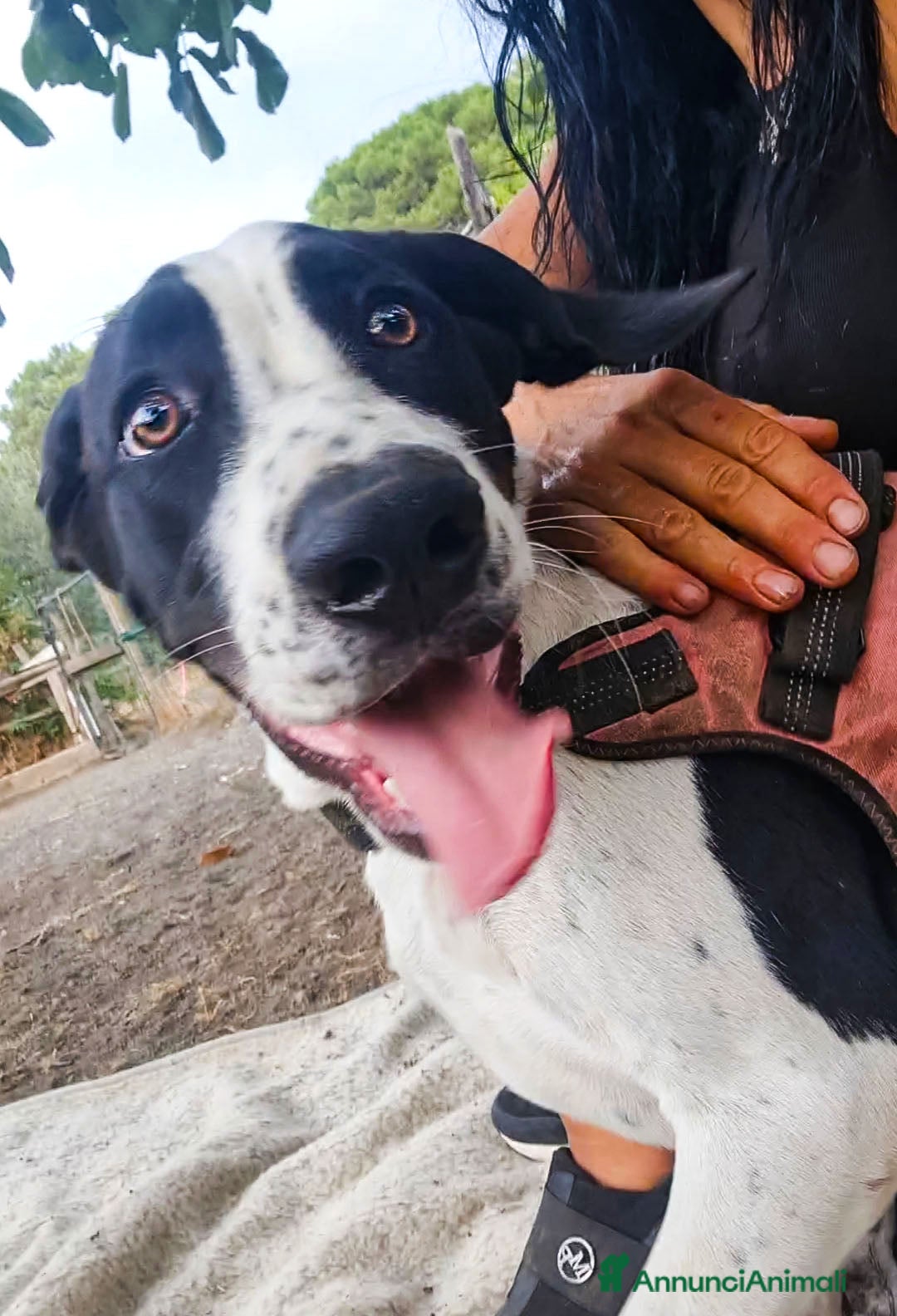 Alano cani in regalo: beatrice cucciola stupenda - Annuncio 6