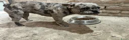 Bulldog Francese cani in vendita: Bulldog francese  - Annuncio 3