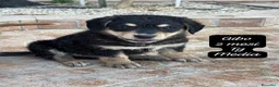 Meticcio cani in regalo: Cuccioli, non hanno chiesto di nascere  a Provincia di Brescia - Annuncio 9