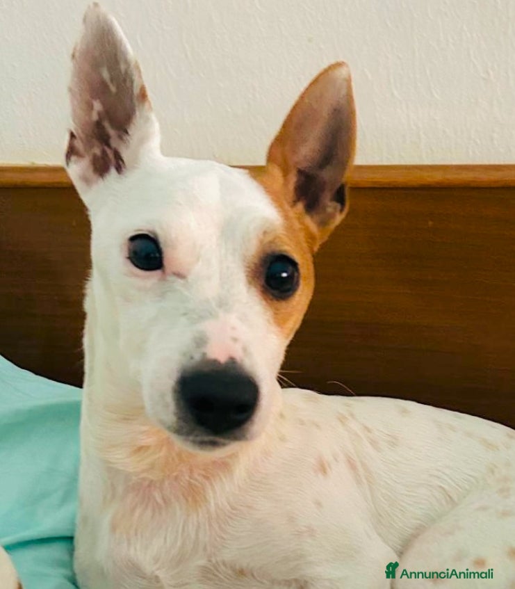 Jack Russell cani Maschietto 7 anni jack Russell  - Annuncio 1