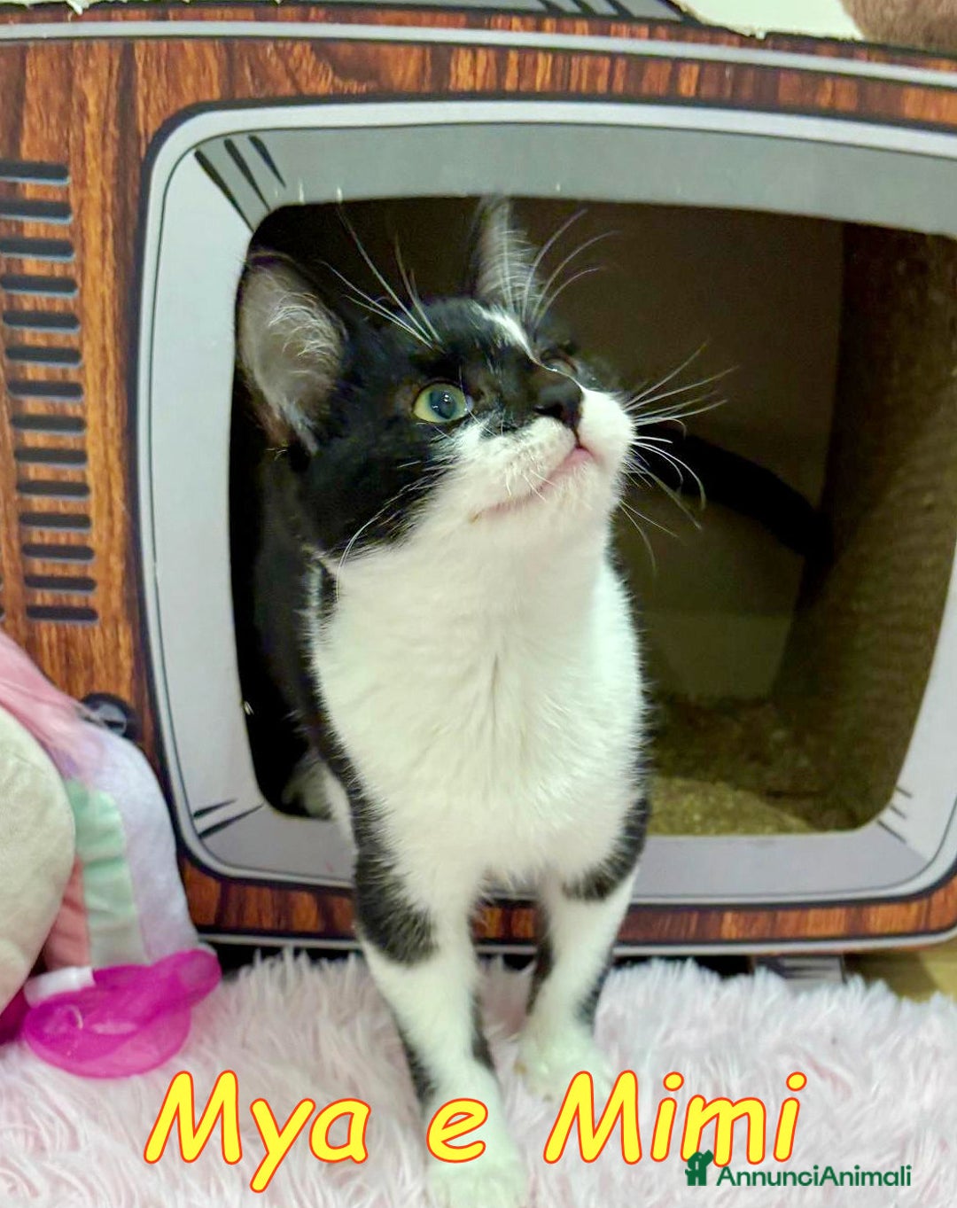 Europeo gatti in regalo: MIMI E MYA - Annuncio 8