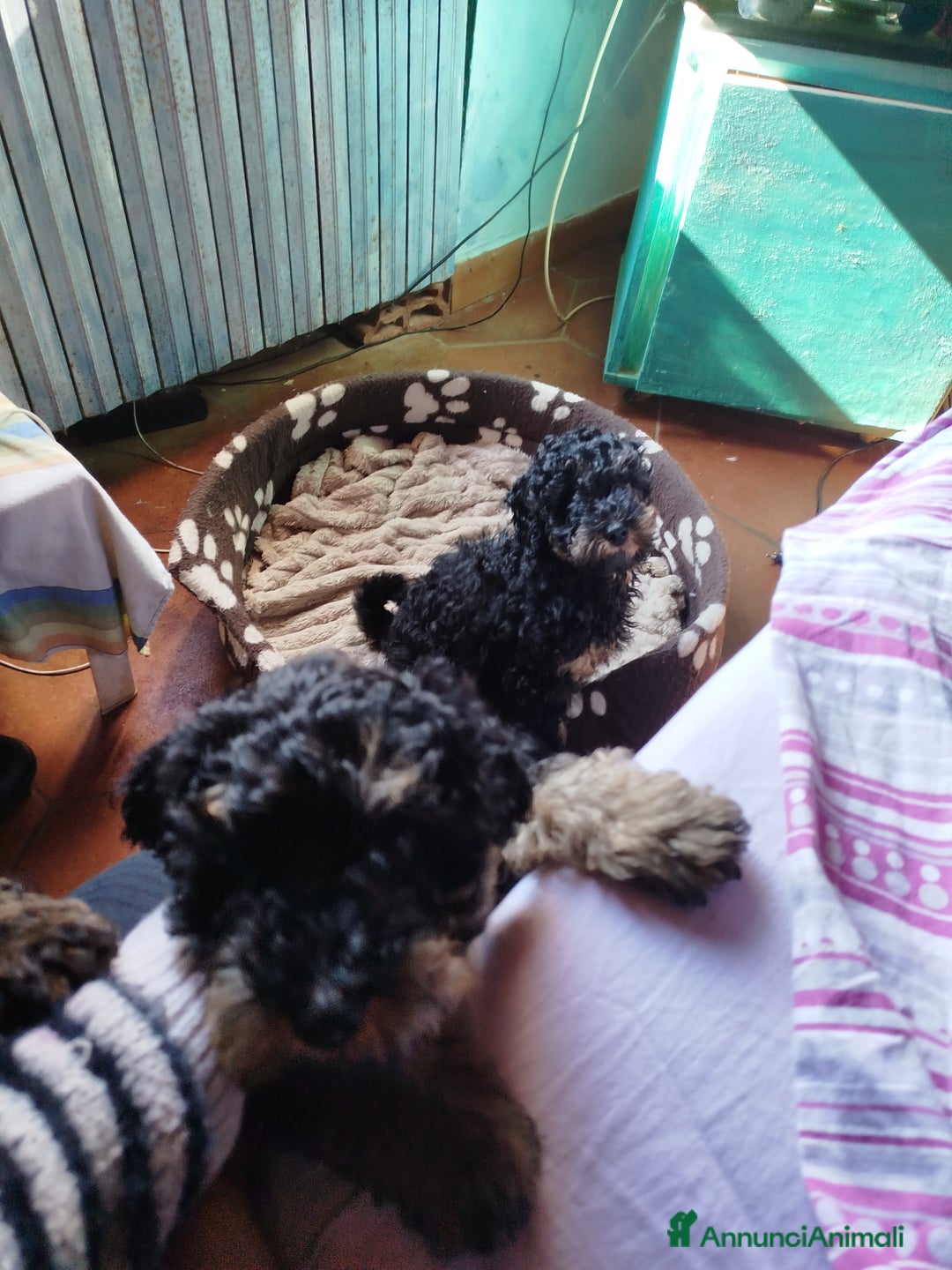 Barboncino cani in vendita: barboncini Phantom  - Immagine 6