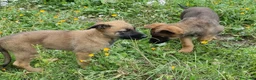 Pastore Belga cani in vendita: Allevamento Pastore Belga Malinois Potenza Matera a Provincia di Potenza - Annuncio 9