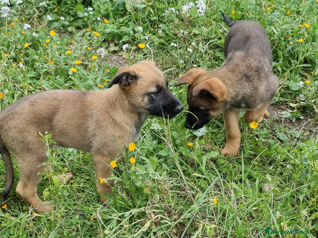 Pastore Belga cani in vendita: Allevamento Pastore Belga Malinois Potenza Matera a Provincia di Potenza - Annuncio 9