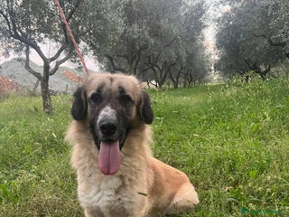 Affenpinscher cani Ciaky cagnolino buonissimo - Annuncio 8