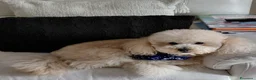 Meticcio cani in vendita: Barboncino toy - Annuncio 3