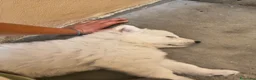 Pastore Svizzero cani in vendita: Adorabili cuccioli di pastore svizzero a Provincia di Bergamo - Annuncio 3