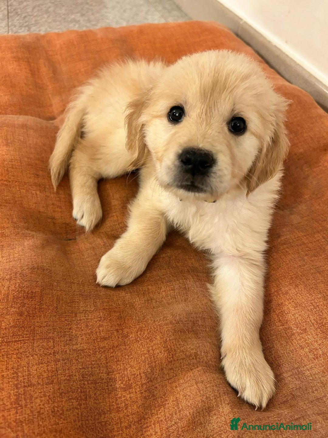 Golden Retriever cani in vendita: Cucciole di Golden Retriever - Annuncio 34