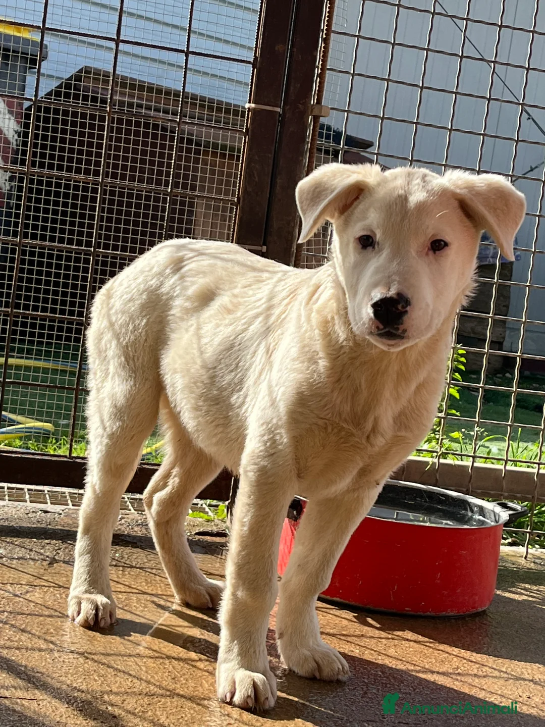 Meticcio cani in regalo: Cuccioli simil pastore maremmano - Annuncio 6