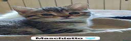 Scottish gatti in vendita: Cuccioli scottish fold e straight  - Annuncio 6