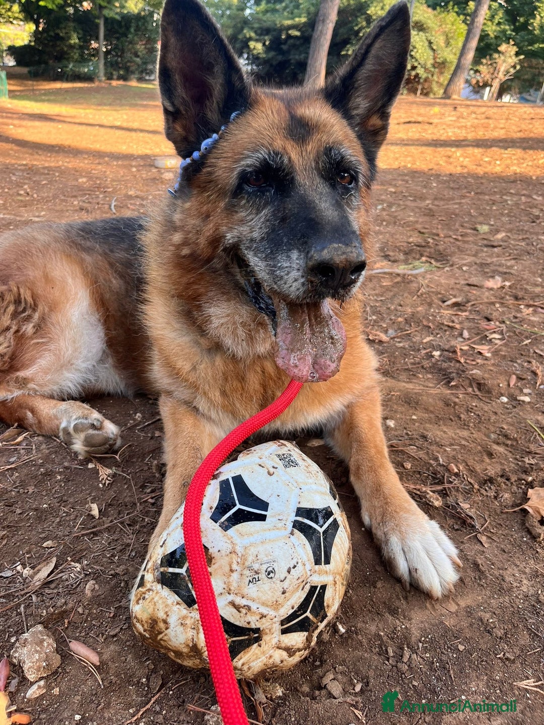 Pastore Tedesco cani in regalo: Cloe, pastore dal cuore grande - Annuncio 9