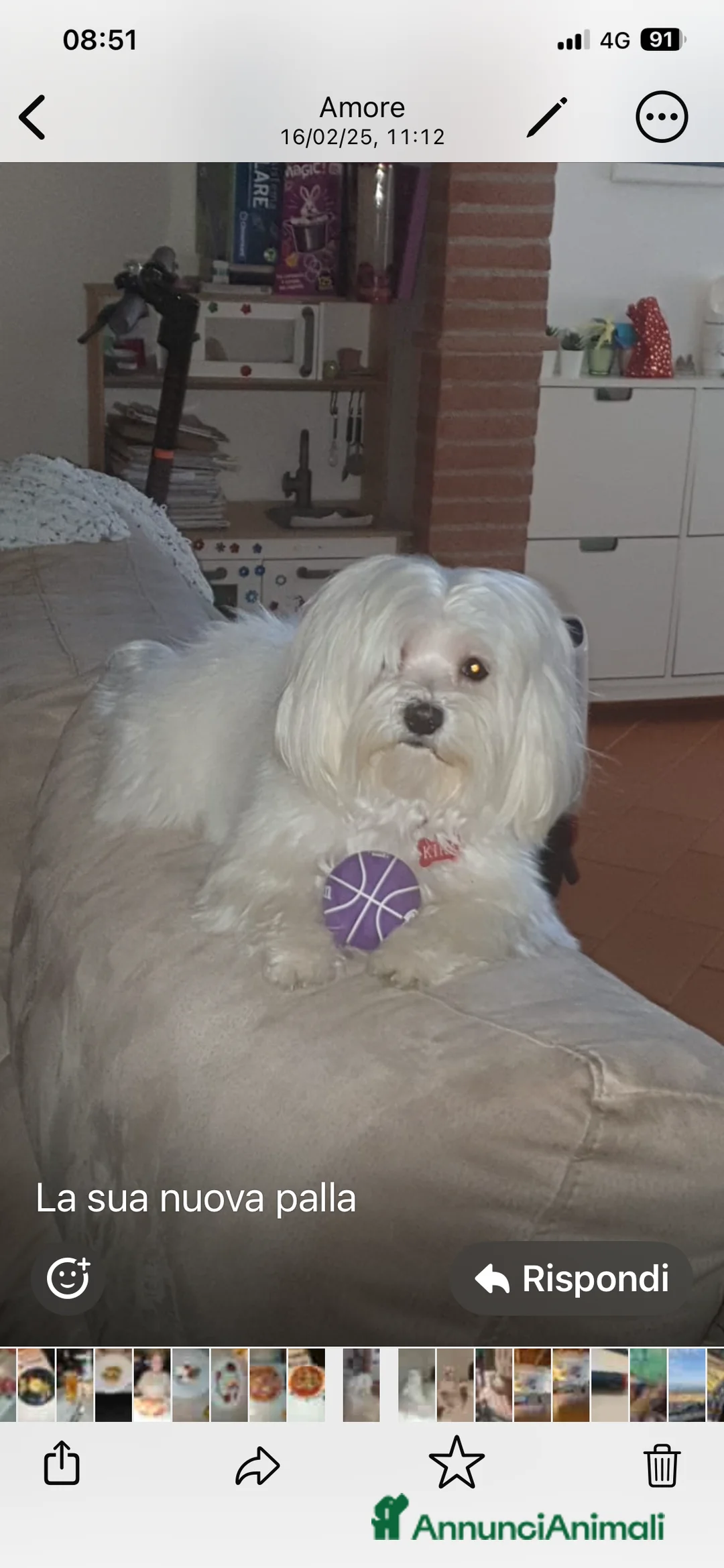 Maltese cani in vendita: Cuccioli maltesi a Città Metropolitana di Firenze - Annuncio 3