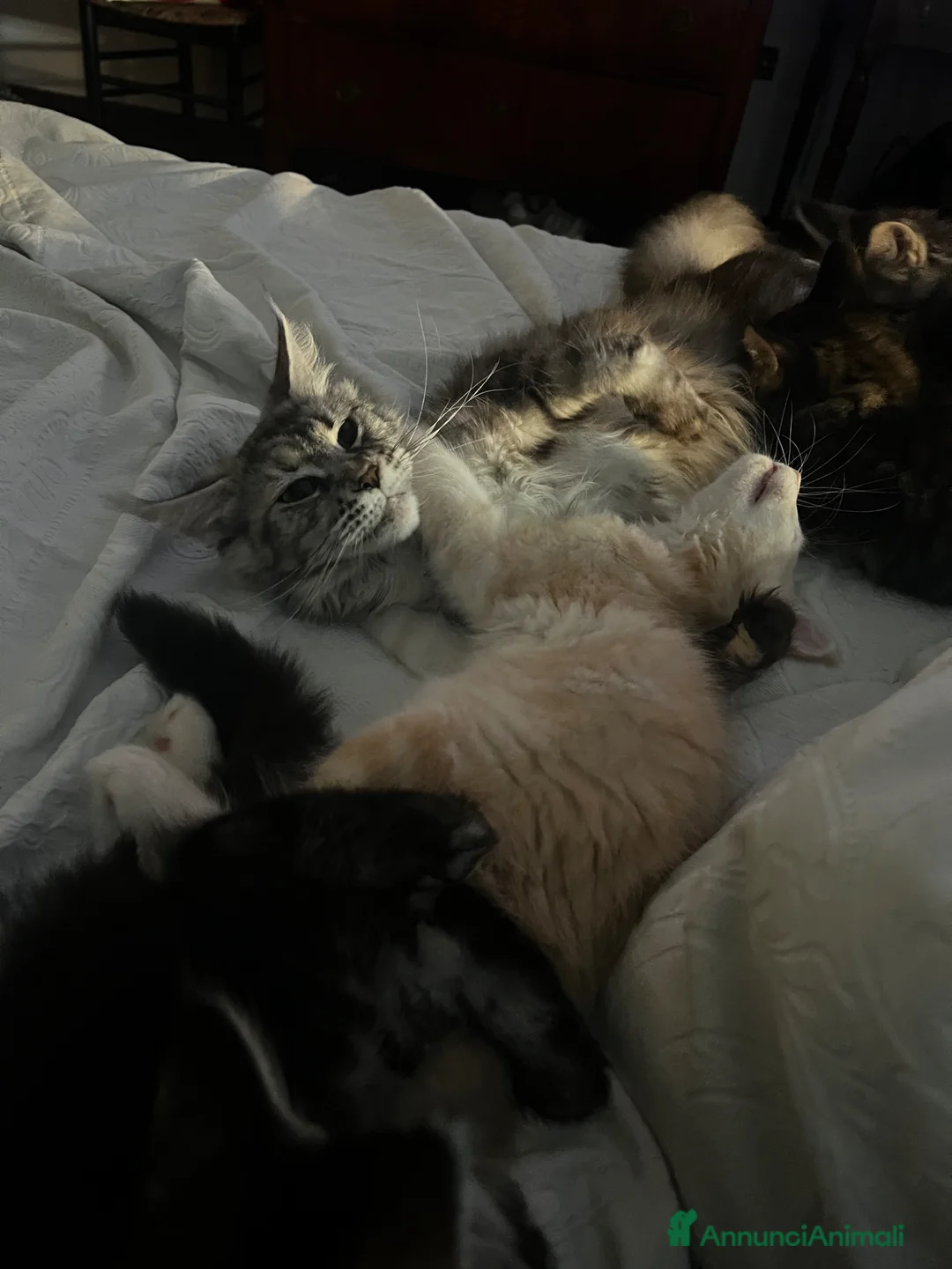 Maine Coon gatti in vendita: Cuccioli di Maine Coon  - Annuncio 10