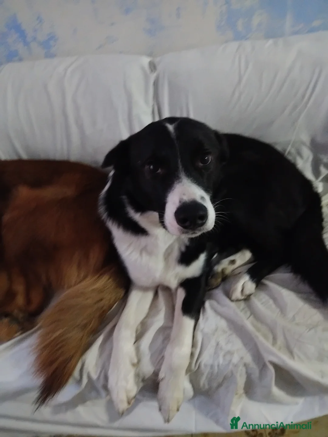 Meticcio cani in regalo: Cuccioli a Provincia di Asti - Annuncio 2