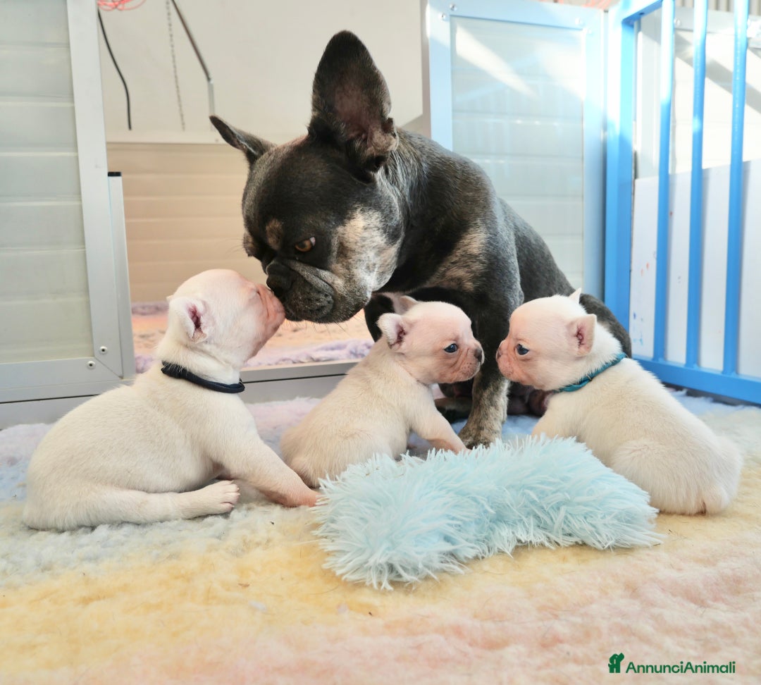 Bulldog Francese cani in vendita: Cuccioli Bulldog francese esotico - Annuncio 1