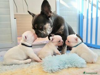 Bulldog Francese cani Cuccioli Bulldog francese esotico - Annuncio 18