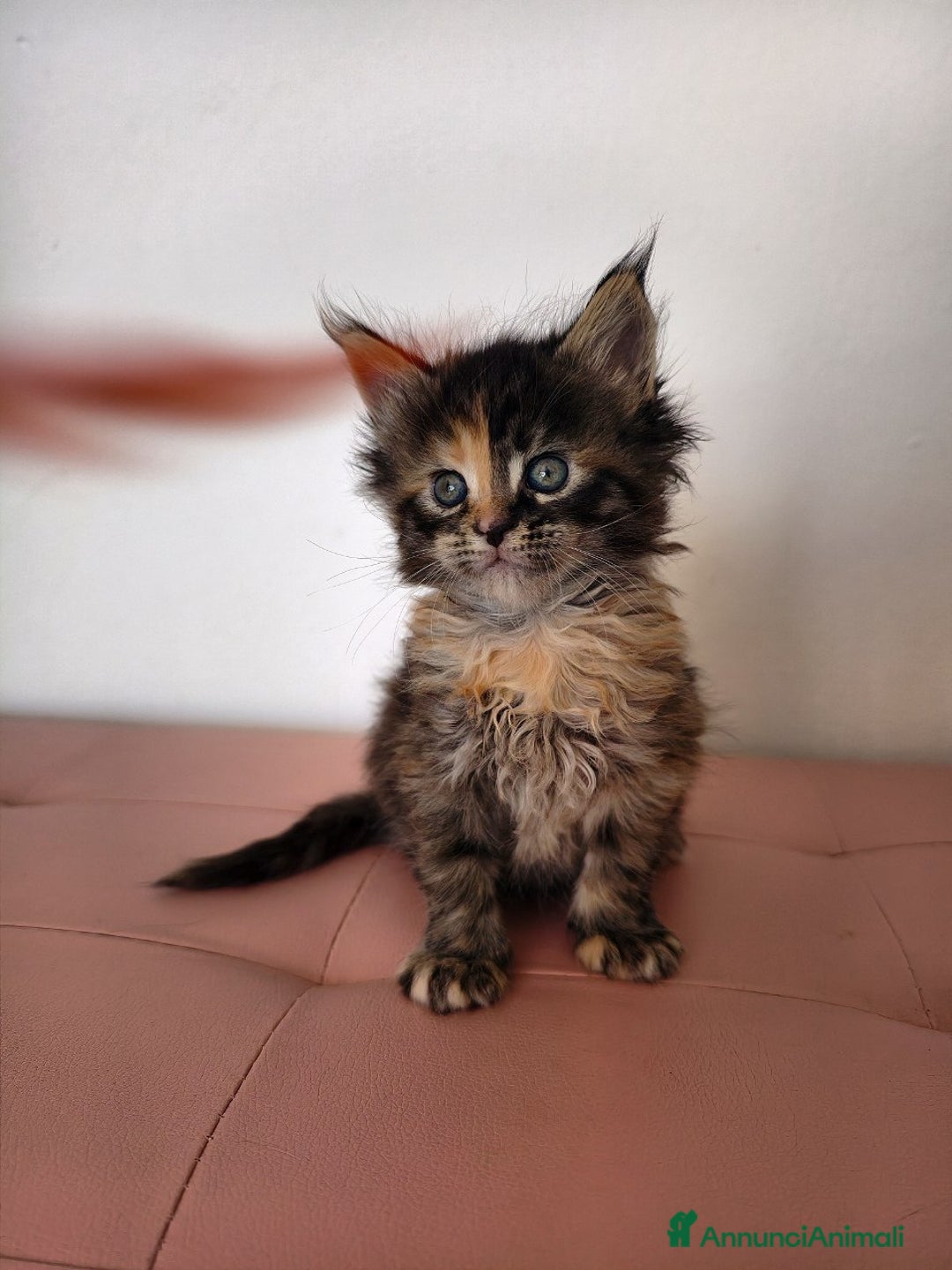 Maine Coon gatti in vendita: Cucciola adorabile Maine coon  - Annuncio 5
